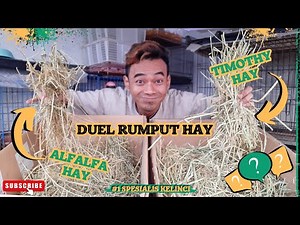 TYPES OF HAY FOR RABBIT FEED, TIMOTHY HAY VS ALFALFA HAY #haygrass #rabbitfeed #straw