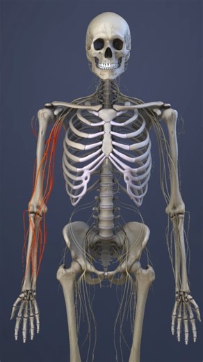 See how the C2 spinal nerve can cause radicular pain. Anyone had this issue? | Spine-health