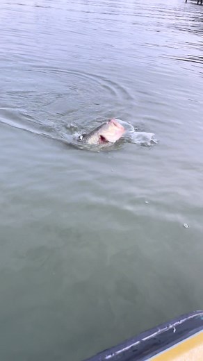 Best Bass Lake on the West Coast! #ClearlakeOutdoors #Largemouthbass #Clearlake