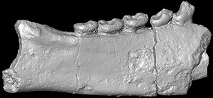 Enigmatic African fossils rewrite story of when lemurs got to Madagascar