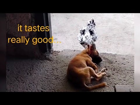chicken eating ticks off dog | feeding animals
