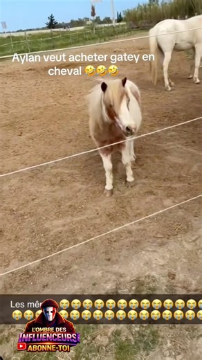 Aylan veux acheter un Gatey en Cheval 🔥😱🤣 #teamnasdas #nasdas #nasdasstory #cheval