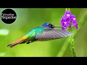 Slow Motion - Hummingbirds of Ecuador