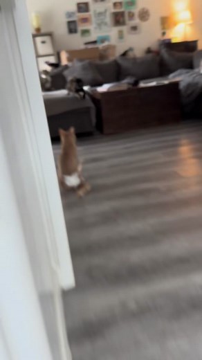 Pretty Girls Walk Like This Meme - Glamor Cats on TikTok