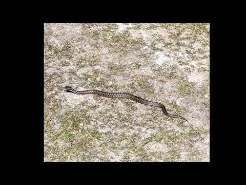 Dog walkers alerted as snake spotted on Gower walk