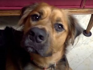 Ce chien Boxer Shepherd attend les caresses de sa maîtresse (vidéo)