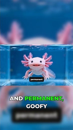 Real-Life Pokemon! Meet the Axolotl! 🤩