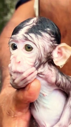 Adorable baby monkey, Clean up for a small baby #viralshorts