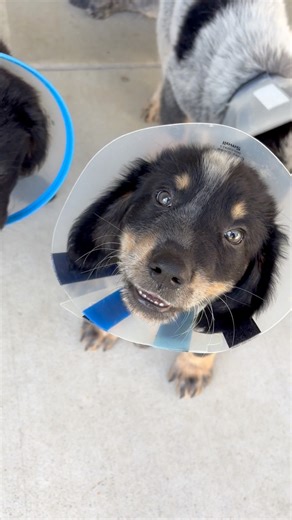 purebred pixar lamps available for adoption😂 | Prairie Paws Animal Shelter - Ottawa KS