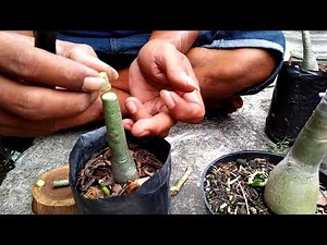 Grafting adenium