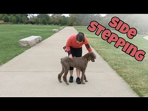 Teaching your Dog to Side Step