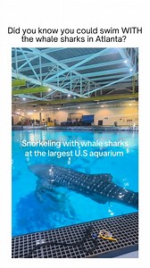 Atlanta is the only place in the country where you can swim with whale sharks, guaranteed! 🦈 🐳 Find out how here 👉 bit.ly/swim-with-whale-sharks-atl ⁠ 📹️/TikTok: @ wilkersonm | Secret Atlanta