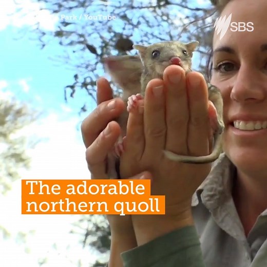 Like for many of us, the key to the survival of the northern quoll might be in their diet. | SBS Australia