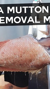 How to Fillet A Mutton Snapper (Head Removal Method) Rush Maltz demonstrates an alternative method to filleting a Mutton Snapper that involves removing the head first. Using this method, Rush explains how it becomes easier to cut around the rib cage for an easier fillet job. #muttonsnapper #filletingfish #fishfillet | Local Knowledge | Facebook