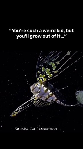 Adult ribbonfish (often mistake for oarfish) are rarely seen alive. These deep-sea dwellers rarely visit the upper layer of the ocean as adults. But baby ribbonfish live closer to the surface. They are decorated in long fins, but if you look closely, even in the baby the body and head are shaped the same. Thank you @diver_scai on Insta for letting me share the baby video! And big thanks to @chengruwang on Insta for giving me permission to share the adult. #marinebio #marinebiology #marinebiologi