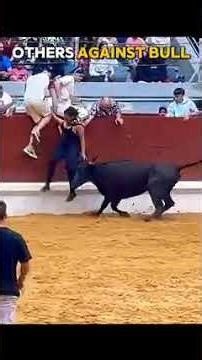 bull vs man fight