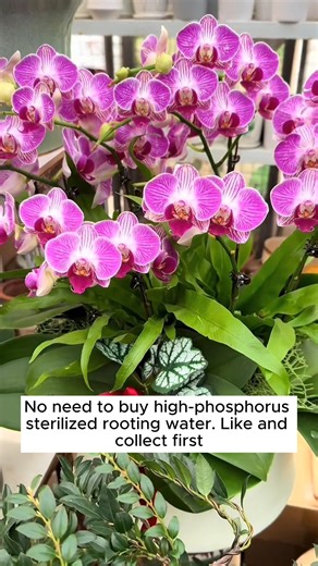 1.7K views · 20 reactions | How to make phosphorus fertilizer at home #backyardgardening #gardeninglife #vegetablegardening #vegetablegarden #gardeningtips #gardeninglove #organicgardening #gardensofinstagram #gardenideas #urbangardening #gardeningistherapy #gardeninggoals #homegardening #gardeninspiration #lovegardening #gardeningisfun #countrygarden #veggiegarden #happygardening | Gardening Dreamer | Facebook