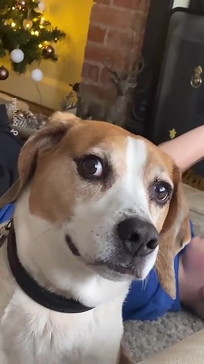 Hilarious Dog Eating Meme Compilation