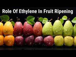 Role Of Ethylene In Fruit Ripening | Lec. 76 | Plant Physiology