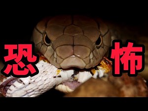 Humans' fear of snakes is instinctive; the heartbreaking life of the world's largest venomous sna...