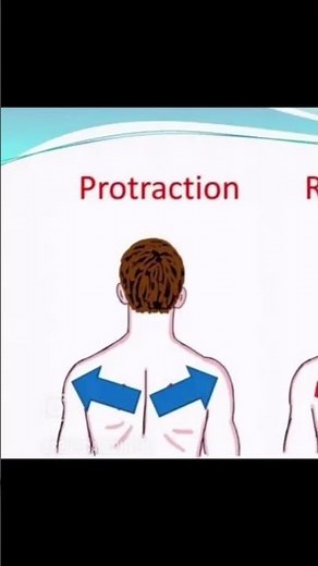 Protraction and retraction of scapula