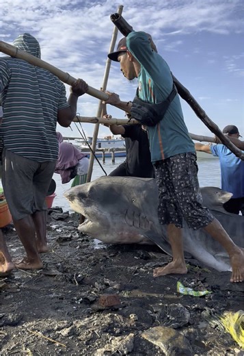 How Tagging Helps Save Tiger Sharks and Their Habitats