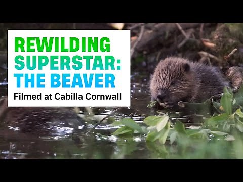 Beaver reintroduction for rewilding | Filmed at Cabilla Cornwall