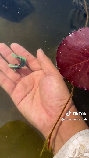 Hand Fishing for Betta Fish in a Big Lake