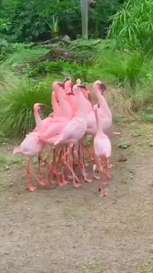 49K views · 1.7K reactions | Flamingo dance ❤️❤️ . . . . . . . .. . . #flamingo #flamingoparty #flamingos #flamingostarchallenge #flamingobeach #flamingocake #flamingolove #flamingotattoo #flamingoedit #flamingonails #flamingolover #flamingoes | Flamingo Lovers | Facebook