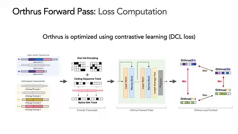 Orthrus is now in Nature Methods(@naturemethods ) 🔥🔥🚀🚀Paper: https://t.co/Ry55kWVkXlCode: https://t.co/UZeEw7bCgEThe core bet: existing genomic foundation models use masked language modeling or next-token prediction imported from NLP. They work. But they're not aligned with how RNA sequence relates to function.Orthrus uses contrastive learning with two biologically grounded augmentations: splicing isoforms (same gene, different exon inclusion) and orthologous transcripts (same gene, differen