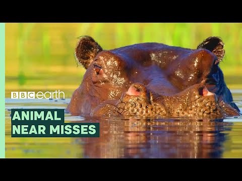 Incredible Animal Escapes | BBC Earth