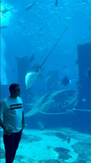 Dubai Atlantis World’s Largest Aquarium #aquarium #atlantis #dubai