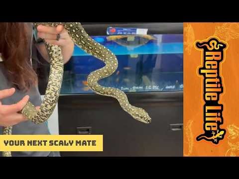 Male Juvenile Diamond Python | Reptile Life Geelong