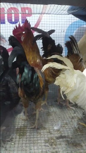 VIPPETSHOP #sonalimurgi