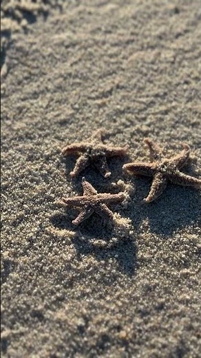 Nicht nur in Kampen wurden Seesterne angeschwemmt. In Hörnum auch 🥲 #sylt #strand