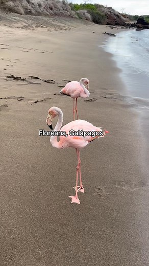 "¡Rosados y majestuosos! 🌸🐦 Los flamencos de Galápagos, una visión de belleza y elegancia en su hábitat natural 🌴 #Flamencos #Galápagos #Naturaleza" | Marea Real/Viajes inter islas Galápagos