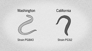 92K views · 835 reactions | These nematodes may be cannibals, but they look out for their family. Learn more: https://fcld.ly/5mol0xs | Science | Facebook