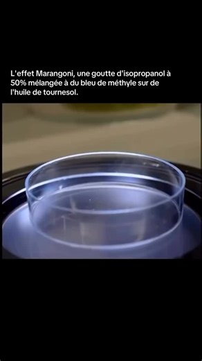 Toujours bon à savoir 🧠 on Instagram: "L’effet Marangoni correspond à un mouvement de fluides dû à une différence de tension superficielle. Lorsqu’une goutte d’isopropanol à 50 % est déposée sur de l’huile de tournesol, les tensions superficielles entre les deux liquides sont très différentes. L’isopropanol possède une tension superficielle plus faible que celle de l’huile. Cette différence crée un gradient de tension à la surface du liquide. Le fluide se met alors en mouvement de la zone de fa