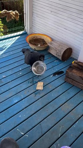 Clever Crow Solves Problems and Captivates Viewers