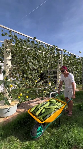 Aeroponic Tower Luffa Sponge Harvesting