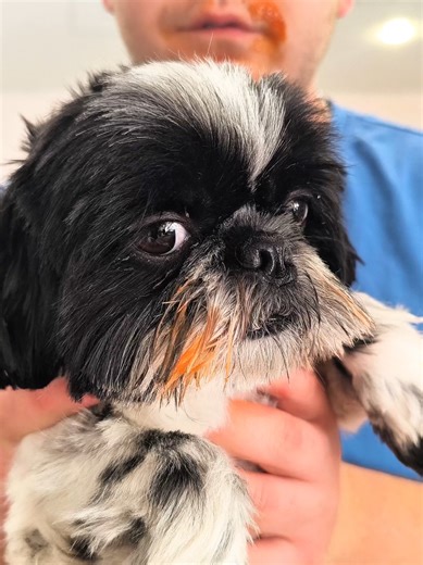 I didn't do it.🤣🤣🤣 #comedy #humor #funny