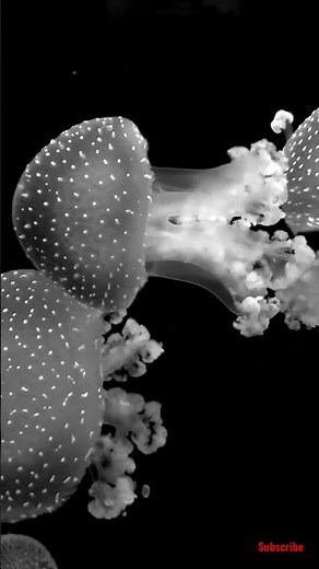 Jellyfish 101 | Nat Geo Wild