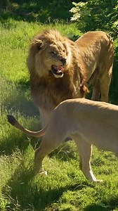 Le Safari de Peaugres 🐅🐘🦒😱 Le Safari de Peaugres est un site touristique emblématique de la région Auvergne-Rhône-Alpes, situé dans le nord de l’Ardèche, à proximité du Train de l’Ardèche, d’Annonay et de Vienne. Ce parc animalier exceptionnel vous fait voyager à travers les continents grâce à son safari voiture, puis vous invite à la découverte des animaux à pied, dans un cadre naturel et immersif.😍😍 J’ai eu la chance de passer une nuit incroyable dans une cabane perchée au-dessus des lou
