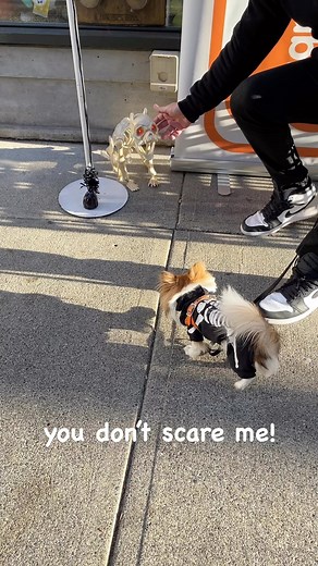 45 reactions · 4 comments | Barking Babies on Reels | Facebook