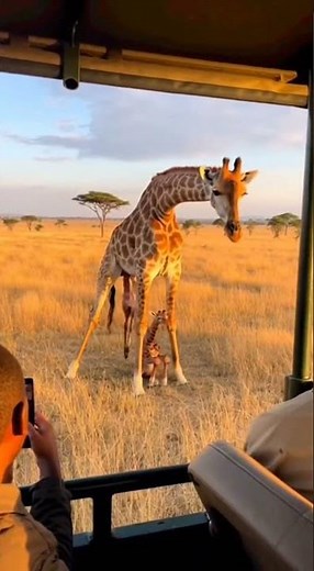 Unbelievable! Giraffe Gives Birth in the Wild! #GiraffeBirth #Wildlife #Safari