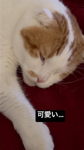 たとえこんな寝顔でも…#cat#shorts