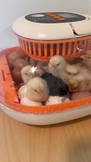 430K views · 9.3K reactions | Hatch chickens with me! Drop your questions below! Would you ever try hatching?!? I’ll warn you, Its addictive. #homesteadingmama #homestead #homesteading #naturalliving #farmtotable #simpleliving #hatching #babychicks #hatchery #fyp #reels #foryou | Acres and Aprons | Facebook