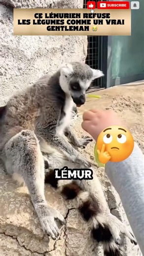 This lemur turns down veggies like a true gentleman 😭 #lemur #ringtailedlemur #animals