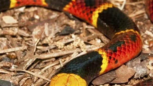 Florida warns venomous snakes active this spring