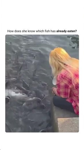 Catfish Feeding Frenzy 😳 Calm Moment Turns Into Instant Chaos
